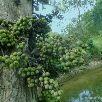 Ficus racemosa L.